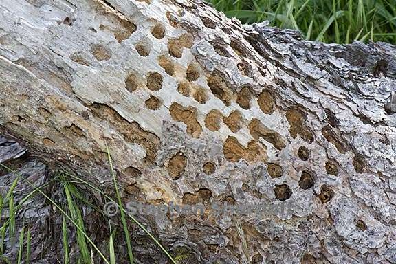 woodpecker holes 1 graphic